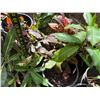 Image 11 : Multiple Potted Tropical Plants, Misc Sizes