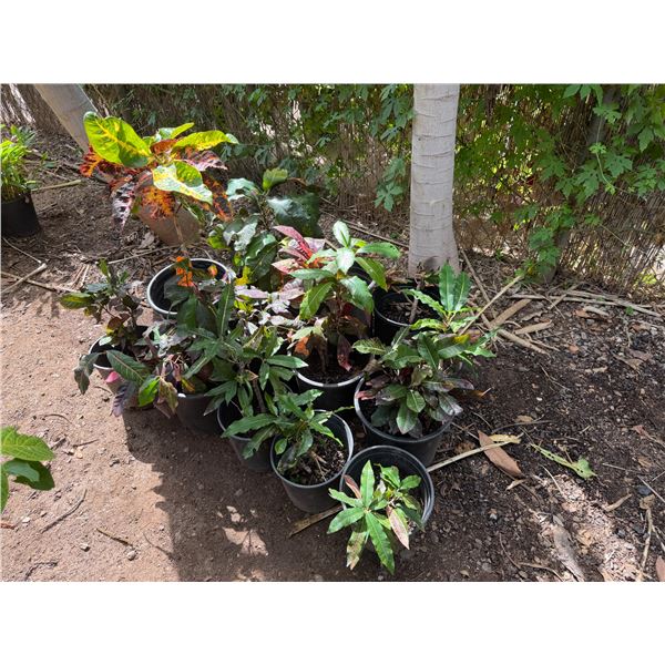 Multiple Potted Tropical Plants, Misc Sizes