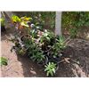 Image 1 : Multiple Potted Tropical Plants, Misc Sizes