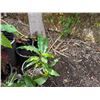 Image 2 : Multiple Potted Tropical Plants, Misc Sizes