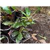 Image 3 : Multiple Potted Tropical Plants, Misc Sizes