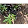 Image 4 : Multiple Potted Tropical Plants, Misc Sizes