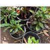 Image 5 : Multiple Potted Tropical Plants, Misc Sizes