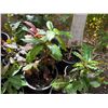Image 6 : Multiple Potted Tropical Plants, Misc Sizes