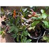Image 7 : Multiple Potted Tropical Plants, Misc Sizes