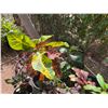 Image 8 : Multiple Potted Tropical Plants, Misc Sizes