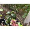 Image 9 : Multiple Potted Tropical Plants, Misc Sizes
