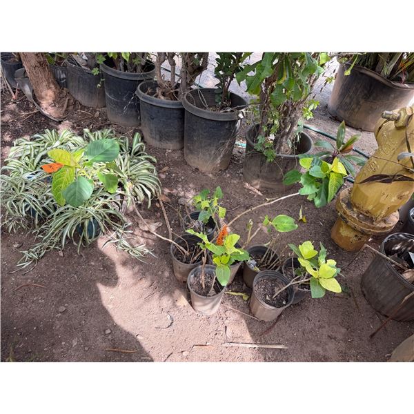 Multiple Potted Tropical Plants, Misc Sizes
