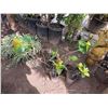 Image 1 : Multiple Potted Tropical Plants, Misc Sizes