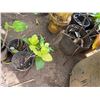Image 2 : Multiple Potted Tropical Plants, Misc Sizes