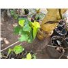 Image 3 : Multiple Potted Tropical Plants, Misc Sizes