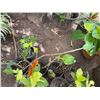 Image 4 : Multiple Potted Tropical Plants, Misc Sizes