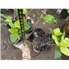 Image 5 : Multiple Potted Tropical Plants, Misc Sizes