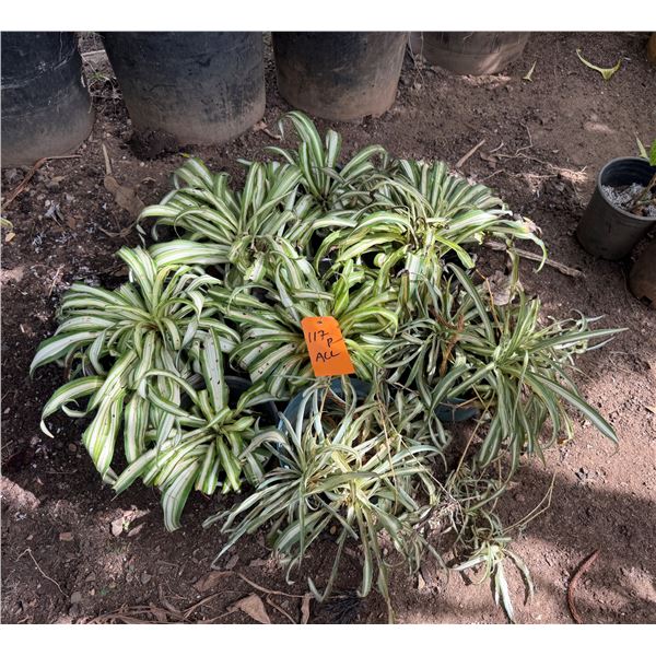 Multiple Potted Plants, Misc Sizes