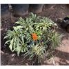 Image 1 : Multiple Potted Plants, Misc Sizes