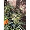 Image 2 : Multiple Potted Plants, Misc Sizes