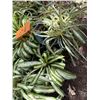 Image 3 : Multiple Potted Plants, Misc Sizes