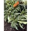 Image 4 : Multiple Potted Plants, Misc Sizes