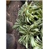 Image 5 : Multiple Potted Plants, Misc Sizes