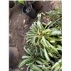 Image 6 : Multiple Potted Plants, Misc Sizes