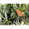 Image 7 : Multiple Potted Plants, Misc Sizes