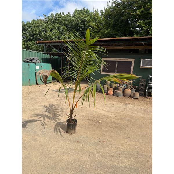 Potted Palm Plant Approx. 75"H
