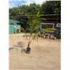 Image 2 : Potted Palm Plant Approx. 75"H