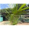Image 3 : Potted Palm Plant Approx. 75"H