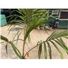 Image 4 : Potted Palm Plant Approx. 75"H
