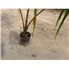 Image 5 : Potted Palm Plant Approx. 75"H