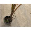 Image 6 : Potted Palm Plant Approx. 75"H