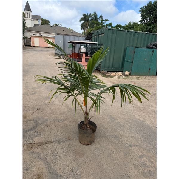 Potted Palm Plant Approx. 62"H