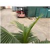 Image 2 : Potted Palm Plant Approx. 62"H