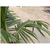 Image 3 : Potted Palm Plant Approx. 62"H