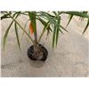 Image 4 : Potted Palm Plant Approx. 62"H