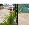Image 5 : Potted Palm Plant Approx. 62"H