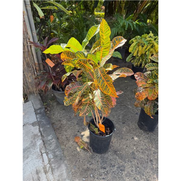 Potted Plant Approx. 46"H