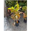 Image 1 : Potted Plant Approx. 46"H