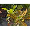 Image 2 : Potted Plant Approx. 46"H