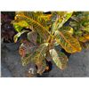 Image 3 : Potted Plant Approx. 46"H