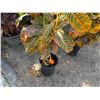 Image 4 : Potted Plant Approx. 46"H