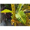 Image 5 : Potted Plant Approx. 46"H