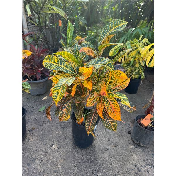 Potted Plant Approx. 40"H