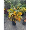 Image 1 : Potted Plant Approx. 40"H
