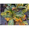 Image 3 : Potted Plant Approx. 40"H