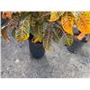 Image 4 : Potted Plant Approx. 40"H