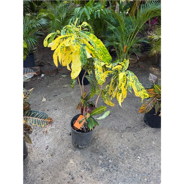 Potted Plant Approx. 42"H