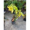 Image 1 : Potted Plant Approx. 42"H