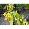 Image 2 : Potted Plant Approx. 42"H