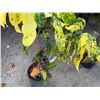 Image 3 : Potted Plant Approx. 42"H